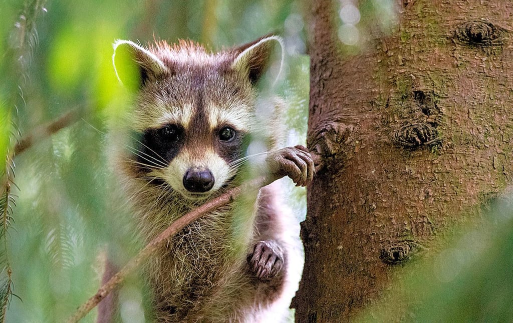 Der Waschbär breitet sich auch in Zerbst weiter aus.