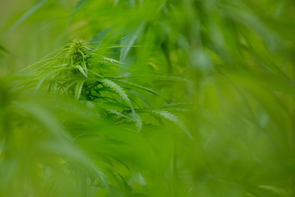 Im Magdeburger Stadtteil Sudenburg wurde in eine Wohnung mit Cannabis-Aufzuchtanlage eingebrochen, so die Polizei.