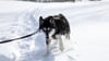 Huskys lieben Schnee und Kälte, ihnen wird garantiert nicht kalt. Mäntel haben auf diesen Hunden nichts verloren.