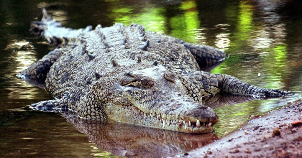 Krokodile sind keine Romantiker? Eine Studie der australischen University of the Sunshine Coast, die sich mit den Ausdrucksweisen und der „Sprache der Liebe“ der Reptilien befasst, räumt mit Vorurteilen auf.