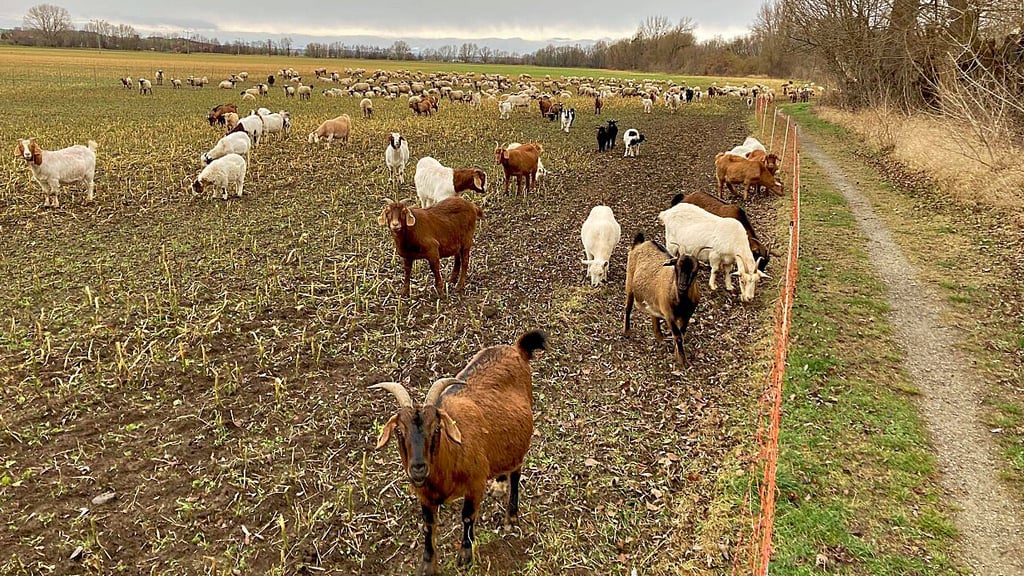 Die Herde aus Schauen beweidet viele Flächen in der Region rund um Osterwieck – hier im Januar 2022 ganz in der Nähe der Fachwerkstatt.