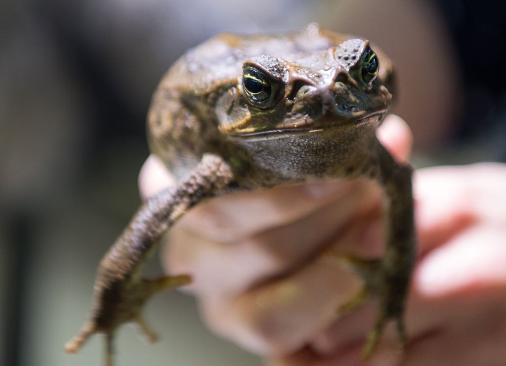 Sie sollte Schädlinge bekämpfen - jetzt wird sie selbst gejagt: Die Aga-Kröte ist in Australien eine Bedrohung für die einheimischen Tiere.