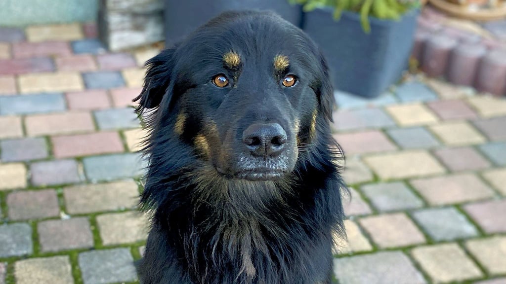 Mischling Miro aus Dingelstedt verursachte einen nächtlichen Feuerwehreinsatz in Dingelstedt.