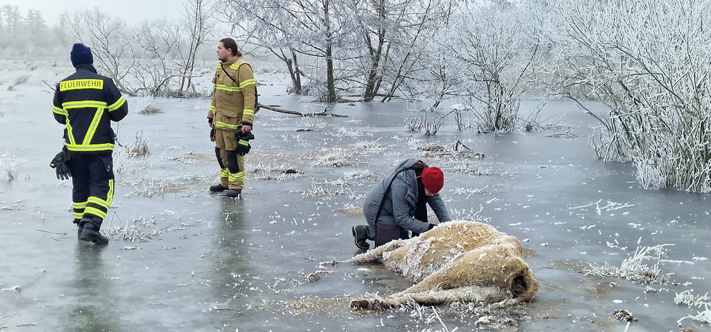In Brandenburg an der Havel sind vier Kühe im Wasser erfroren.