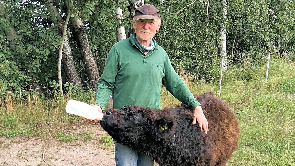 Galloway-Züchter Jörg Lauenroth-Mago aus Rätzlingen füttert Kälbchen Bona mit der Flasche.
