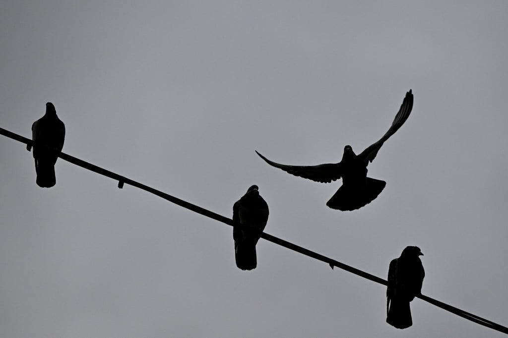 Eine Taube startet von einem Kabel über der Straße in den grauen Himmel.