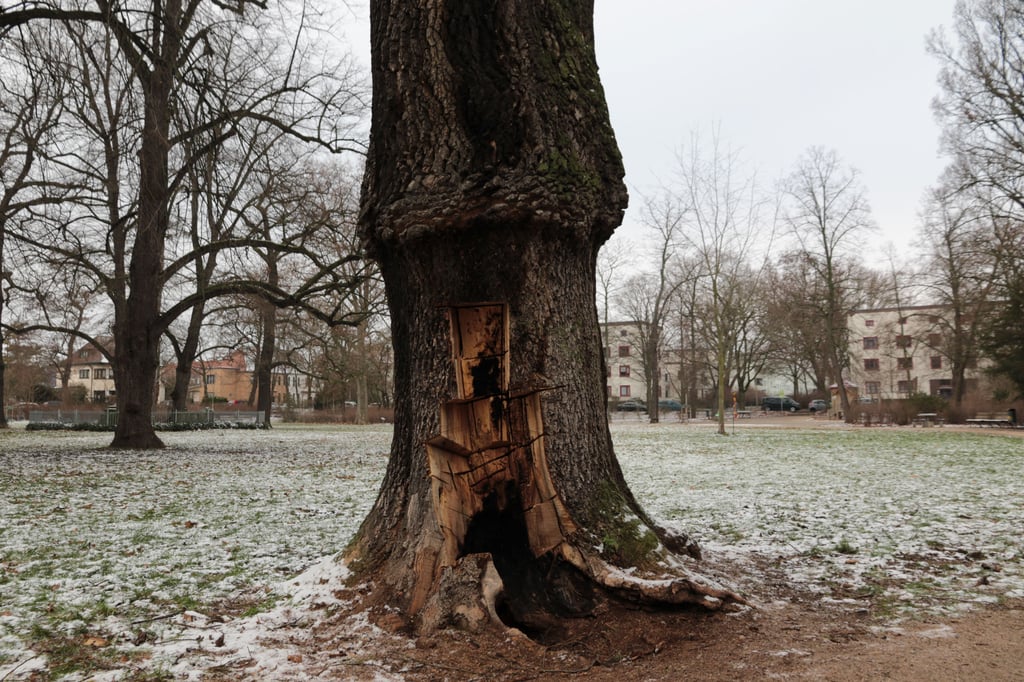Der Baum steht wohl schon ein Jahrhundert an seinen Platz.
