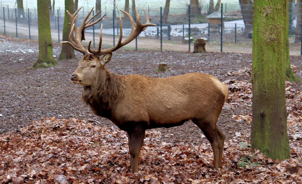 Helmut, der Rothirsch im Klötzer Tierpark, steht auf trockenem Laub. Ihm macht die Kälte wenig aus.