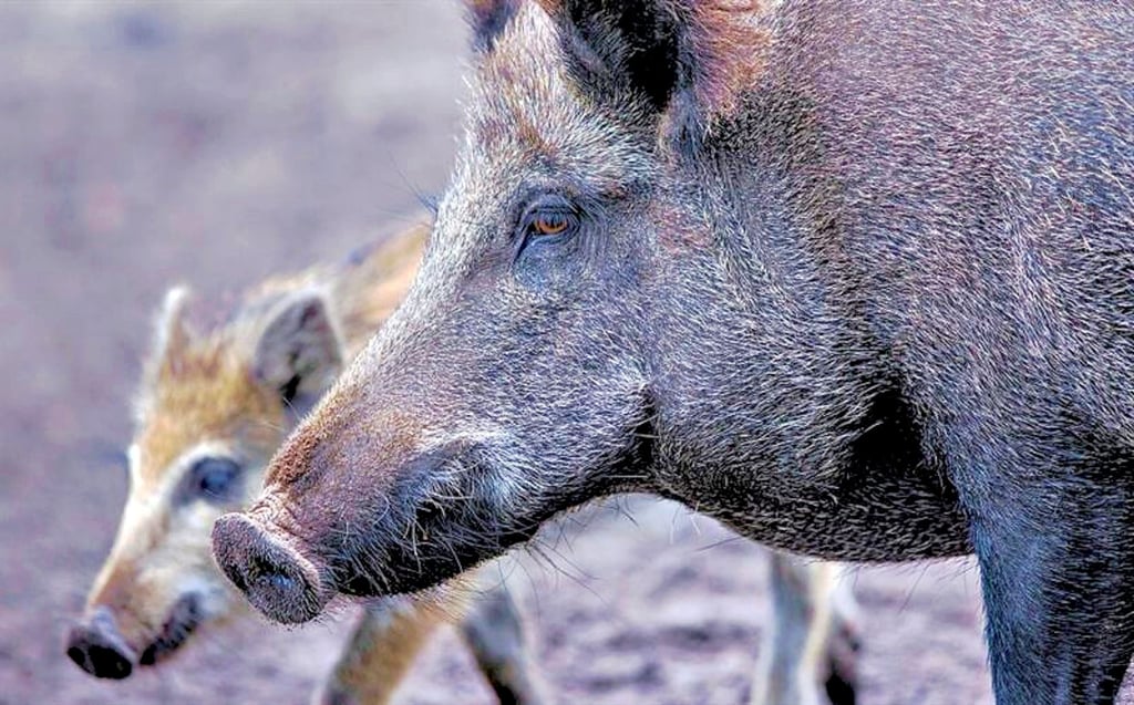 Der Bestand an Wildschweinen und Mufflons im Südpark ist aktuell zu hoch (Symbolbild).