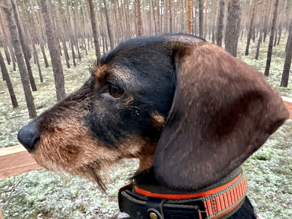 Ein Jagddackel muss auf dem Hochsitz ausharren und der Kälte trotzen.
