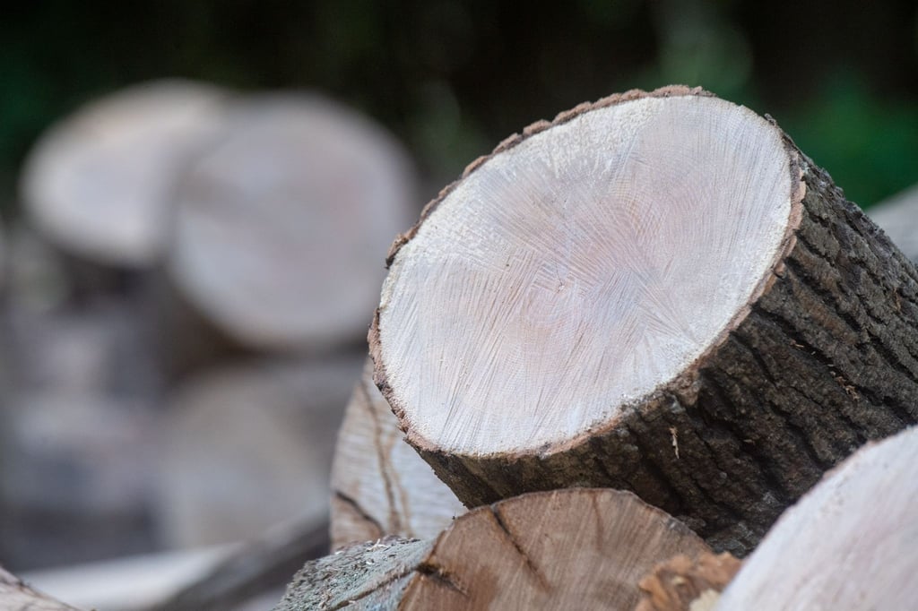 Holz liegt an einem Waldweg in einem Wald.