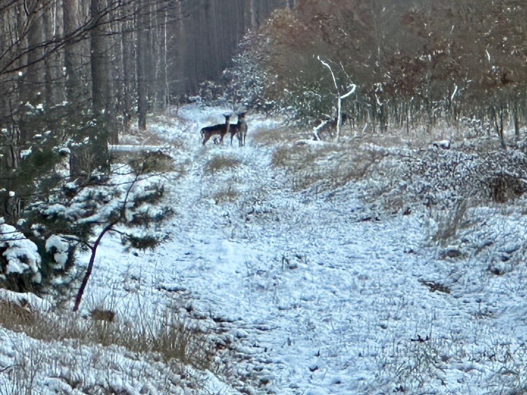Damwild in einem Waldstück bei Genthin.