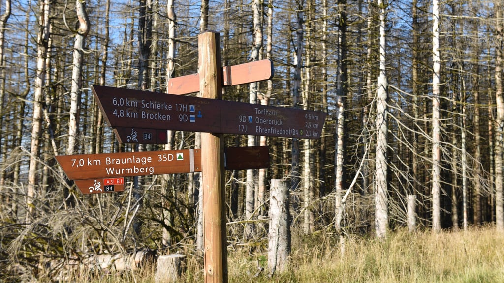 Der tote Wald muss weichen: Wo im Harz einst vom Borkenkäfer befallene Bäume standen, sollen zukünftig vielleicht bald Windkraftwerke stehen.