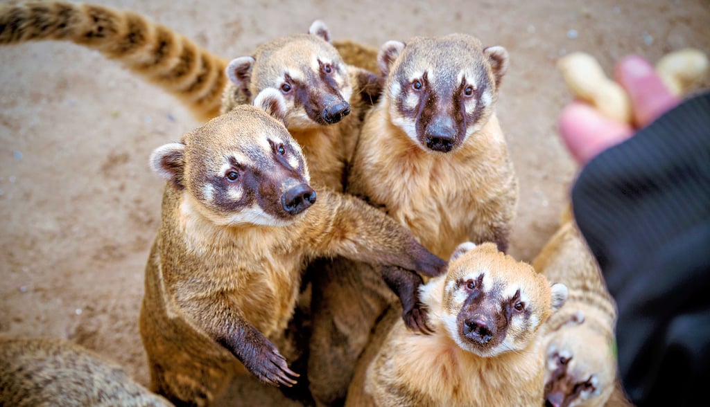 Neben den Präriehunden und Eichhörnchen zählen die Nasenbären zu den absoluten Besucherlieblingen des Bad Kösener Tierparks.
