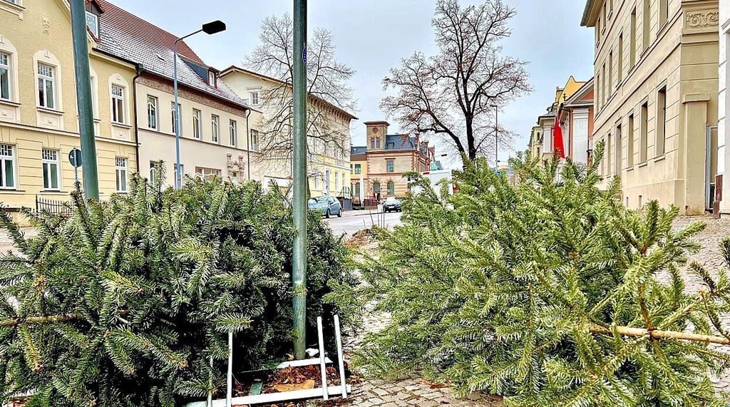 Auch in Bernburg liegen zahlreiche Bäume am Straßenrand.