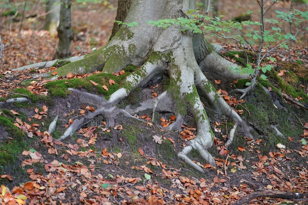Die Wurzeln einer Buche sind in einem Wald zu sehen.