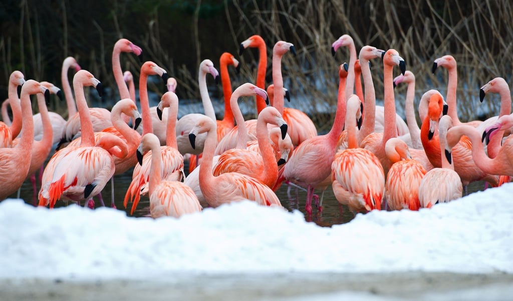 Flamingos stehen im Wasser ihres Geheges.