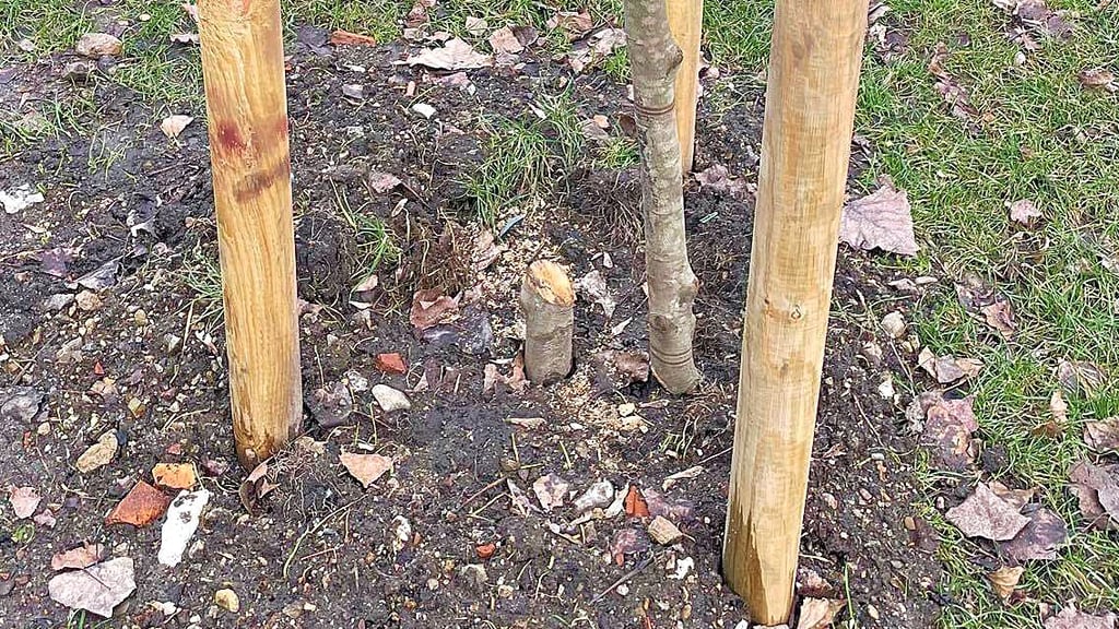 Gerade erst hatte der Froser Verschönerungsverein eine Buche gepflanzt, schon wurde die knapp über dem Boden abgesägt. Verein und Spender sind entsetzt.