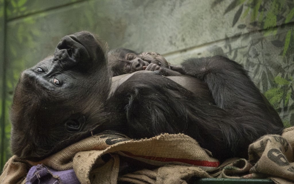 Die Westliche Flachlandgorilla-Dame Mjukuu kuschelt mit ihrem Baby.