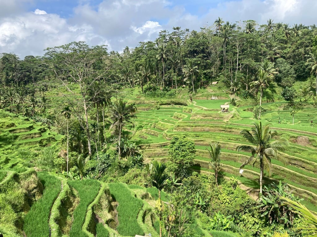 Blick auf die berühmten Reisfelder auf der indonesischen Urlaubsinsel Bali.