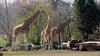 Die Rothschild-Giraffen im Außengehege vom Zoo Leipzig. Nun hat die Herde ein Familienmitglied mehr.