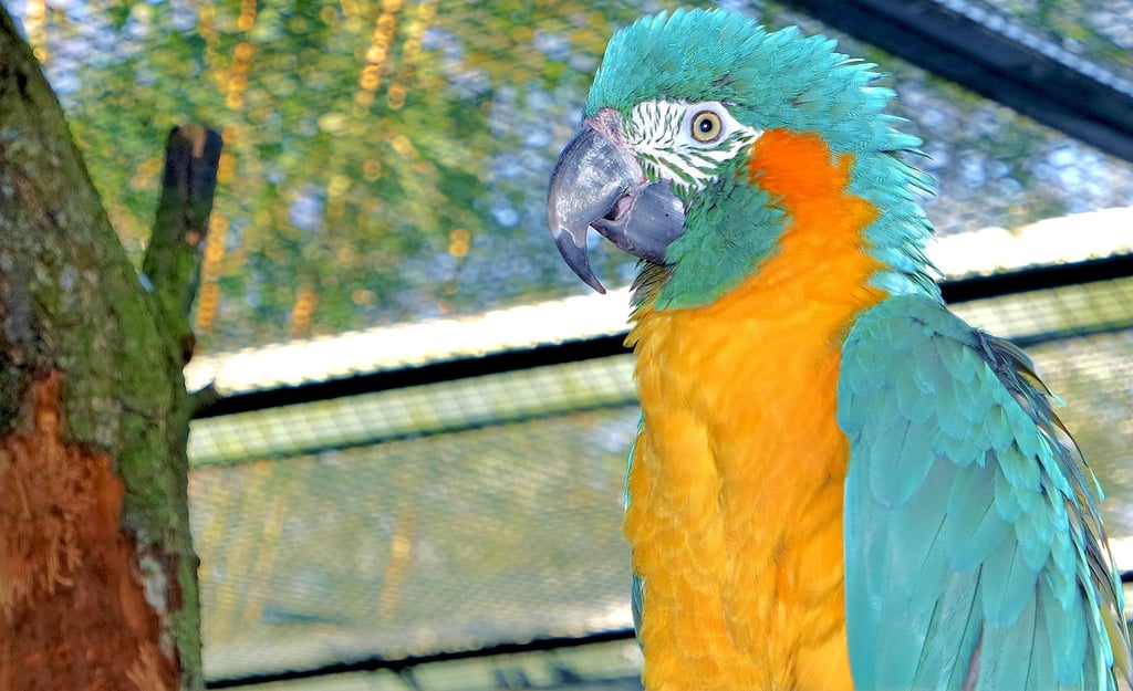 Dieser Blaukehlara lebt im Zoo Magdeburg. Landesweit gibt es drei gemeldete Halter. Keiner davon vermisst Tiere.