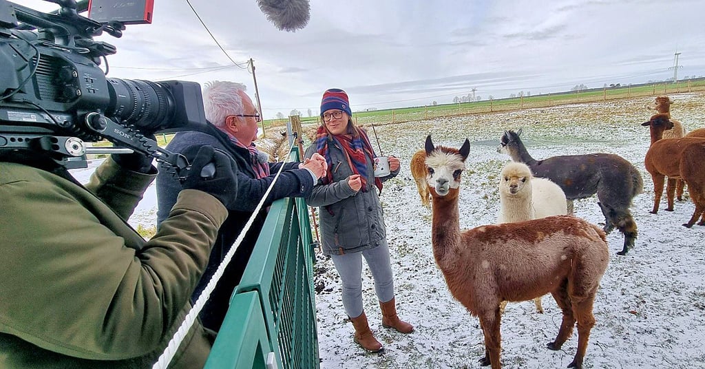 Das MDR-Team wird neugierig von den sieben Alpakas von Sandra Schüler beäugt.