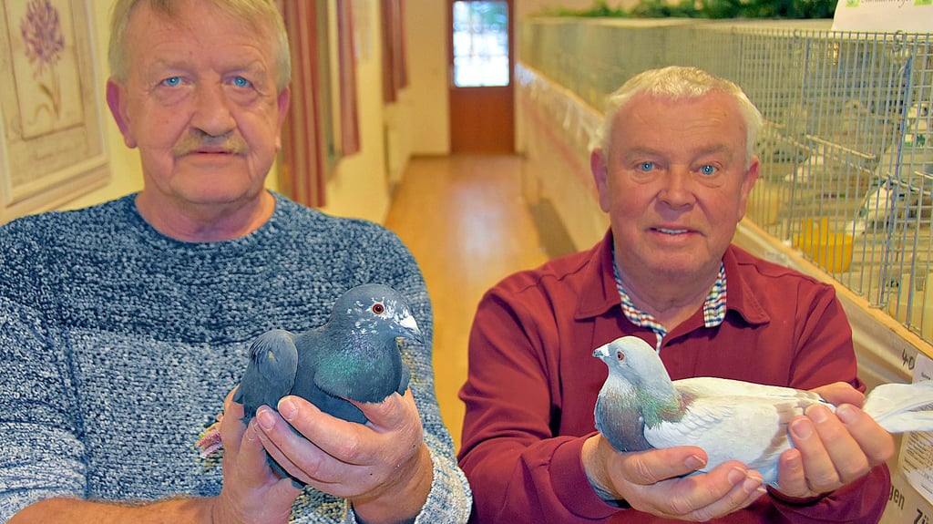Bernd Koch (l.) aus Miesterhorst und Günther Voigt aus Jeseritz von der Reisevereinigung Gardelegen präsentieren bei der Ausstellung im Wegenstedter Bürgerhaus ihre Siegertauben.
