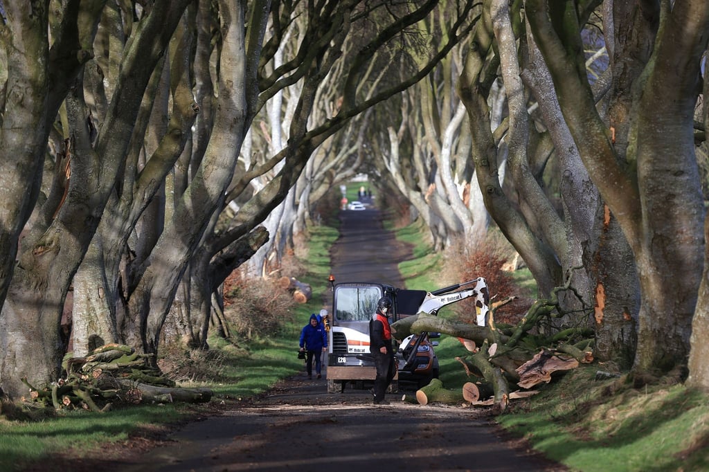 Aufräumarbeiten in der der „Dark Hedges“ genannten Straße.