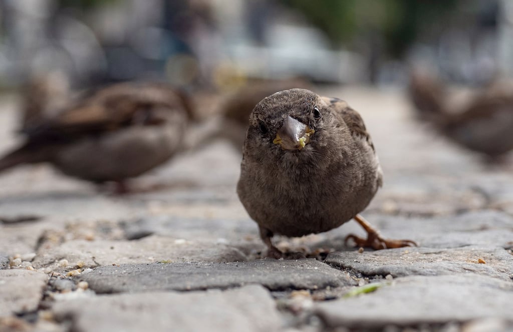 Ab und an verirren sich Vögel ins Kaufland in Haldensleben. Eine Fangaktion empörte einige Kunden.