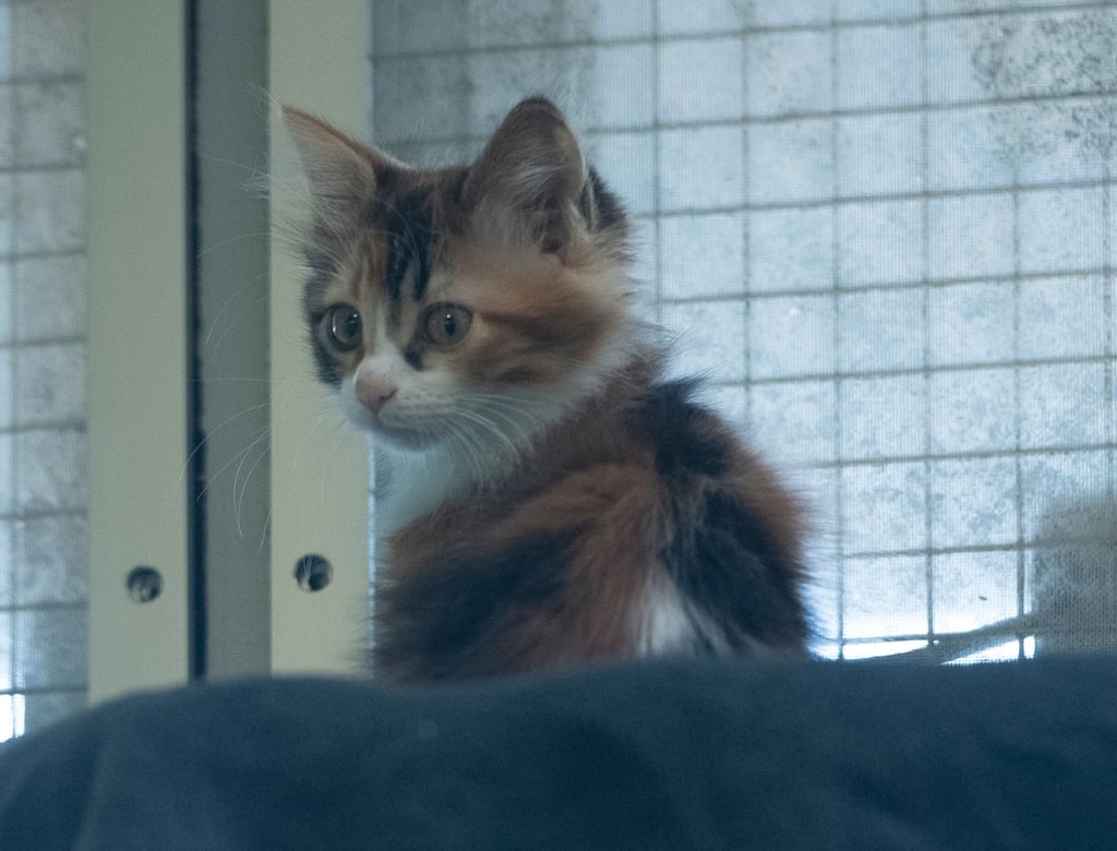 Eine junge Katze in einem Tierheim.