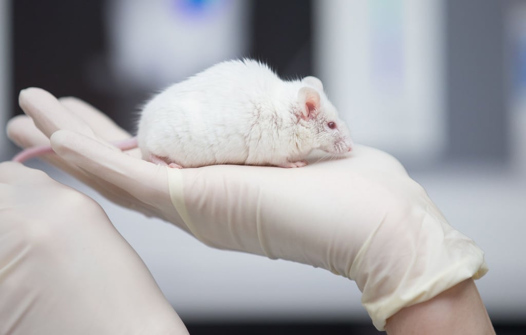 Eine wissenschaftliche Mitarbeiterin einer tierexperimentellen Forschungseinrichtung hat in einem Labor eine Maus in der Hand.