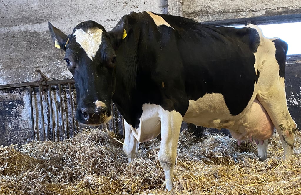 Die 2009 geborene Heidy von Rainer Köthke aus Audorf wurde für eine Gesamtleistung von 112.303 Kilogramm Milch ausgezeichnet.