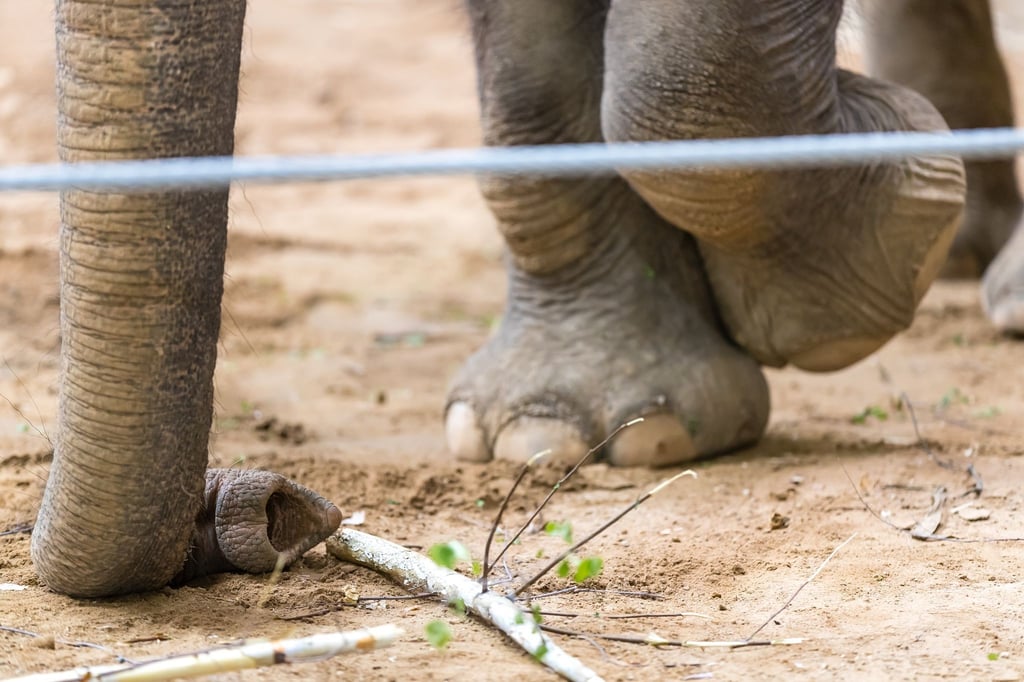 Ein Elefant steht in einer Box im Elefantenhaus im Tierpark und greift mit dem Rüssel nach einem Zweig.