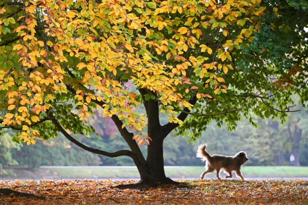 Ein Hund eilt unter einem verfärbten Baum voraus.