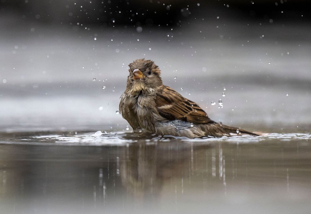 Ein Haussperling, auch Spatz genannt, badet in einer Pfütze.