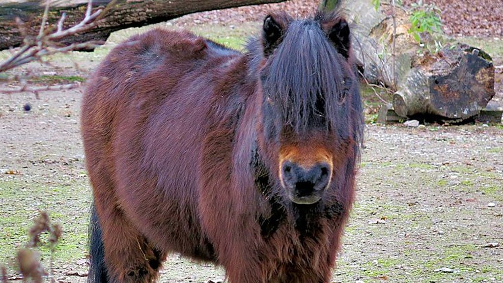 Der Tierpark Dessau trauert um den langjährigen Tierparkbewohner „Bambi“.