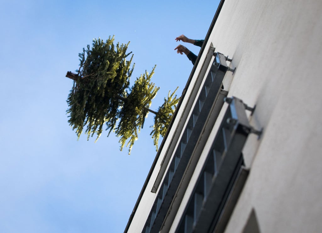 Einfach rausschmeißen? So einfach ist die Baumentsorgung nicht - aber auch nicht schwierig.