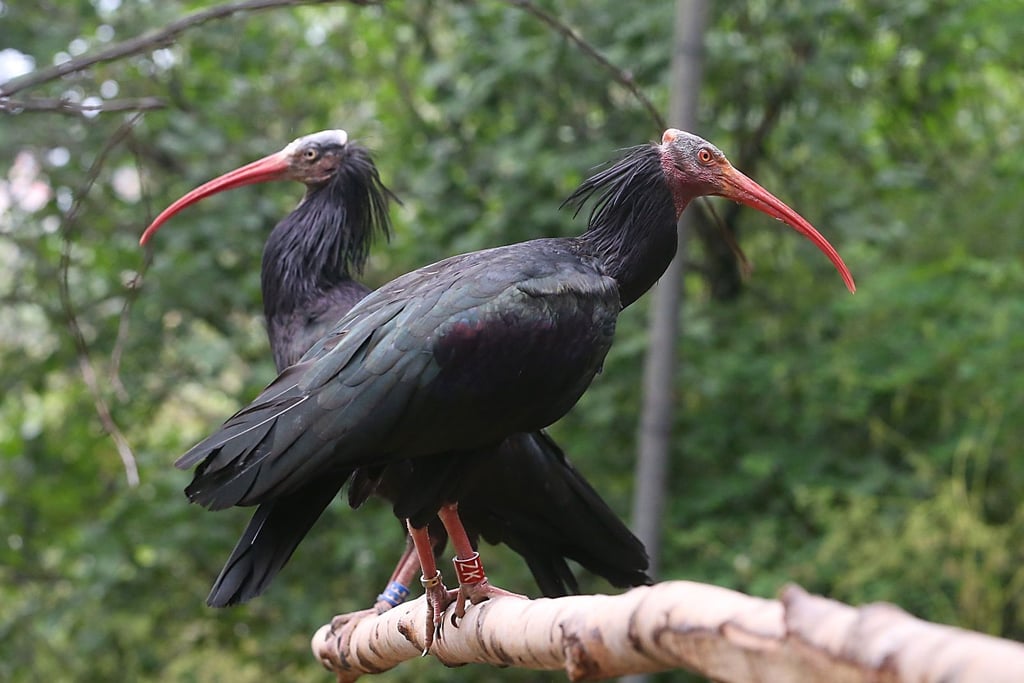 Eine Gruppe Waldrappe im Bergzoo. Die Vögel waren einst in Süddeutschland heimisch, sind aber fast ausgerottet. Halles Zoo beteiligt sich mit der Aufzucht von Waldrappen an einem Arterhaltungsprogramm: Vier auf dem Reilsberg geschlüpfte Waldrapp-Küken werden derzeit in Spanien angesiedelt.