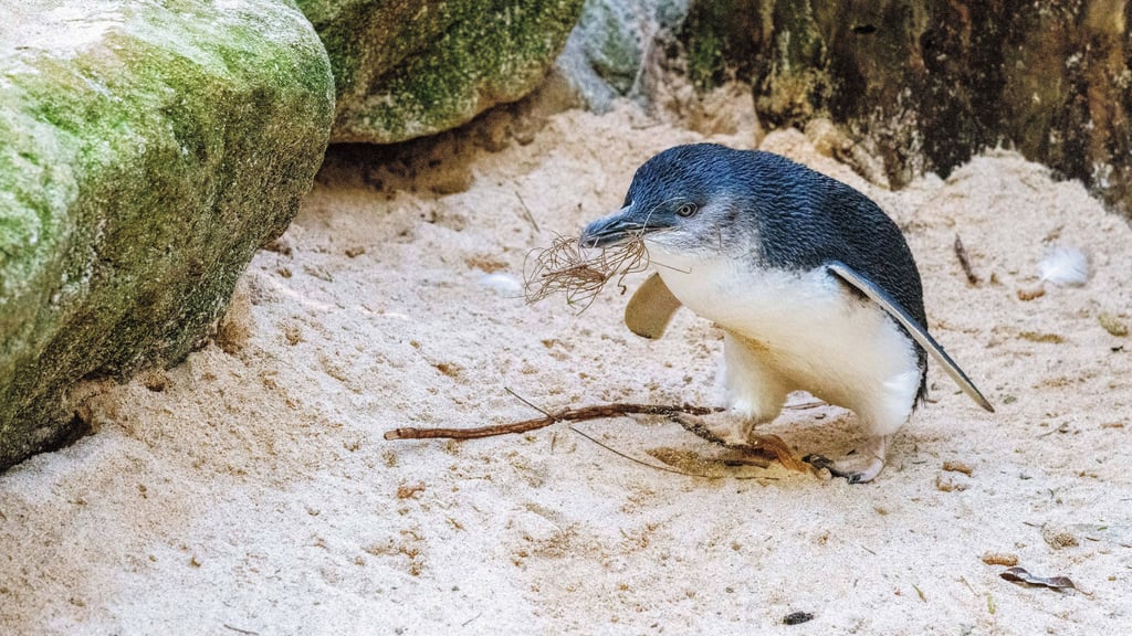 Ein Zwergpinguin im Zoo von Sydney.