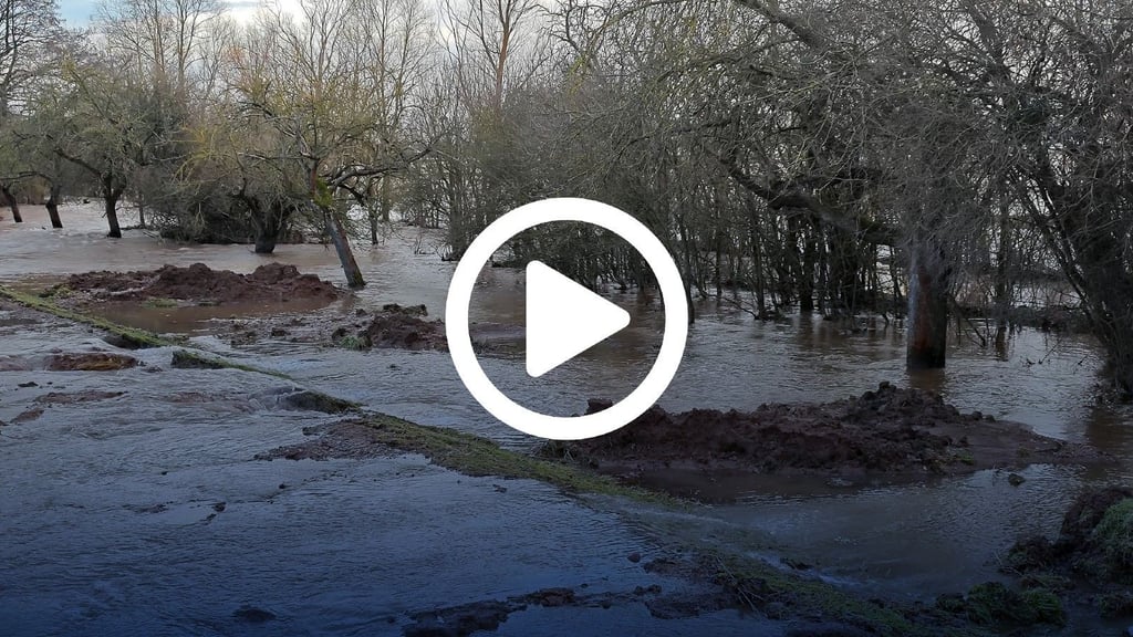 Viele Kubikmeter Helmewasser gelangen derzeit durch die Deichscharte auf die Felder bei Katharinenrieth.