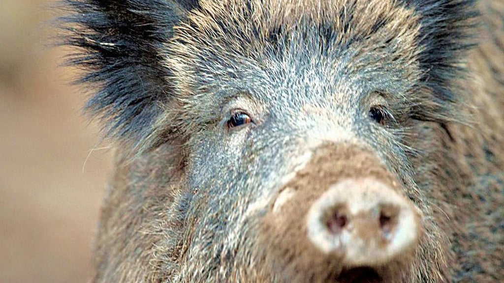 Wildschwein als wilde Sau.