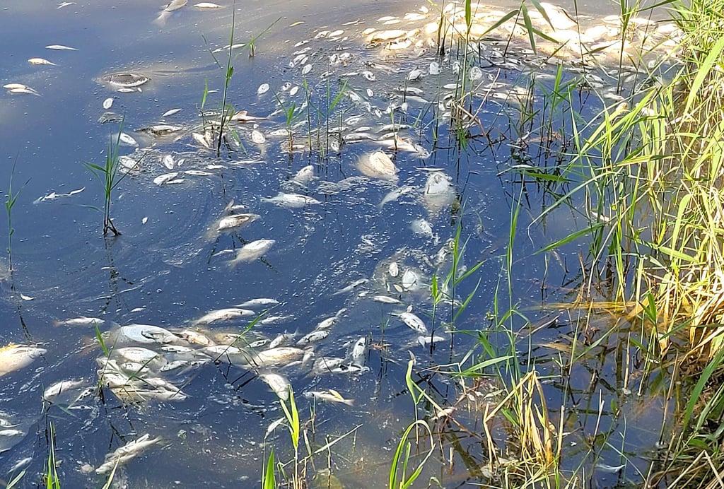 Jedes Mal ist es eine Katastrophe für den Artenbestand, wenn aufgrund von Sauerstoffmangel tausende Fische ersticken. Wie hier am 23. August 2023 im Stadtsee in Stendal.