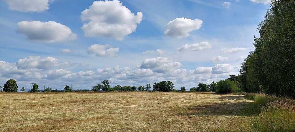 Auf dieser Wiese in Förderstedt sollen 15 bis 20 Eigenheime entstehen.