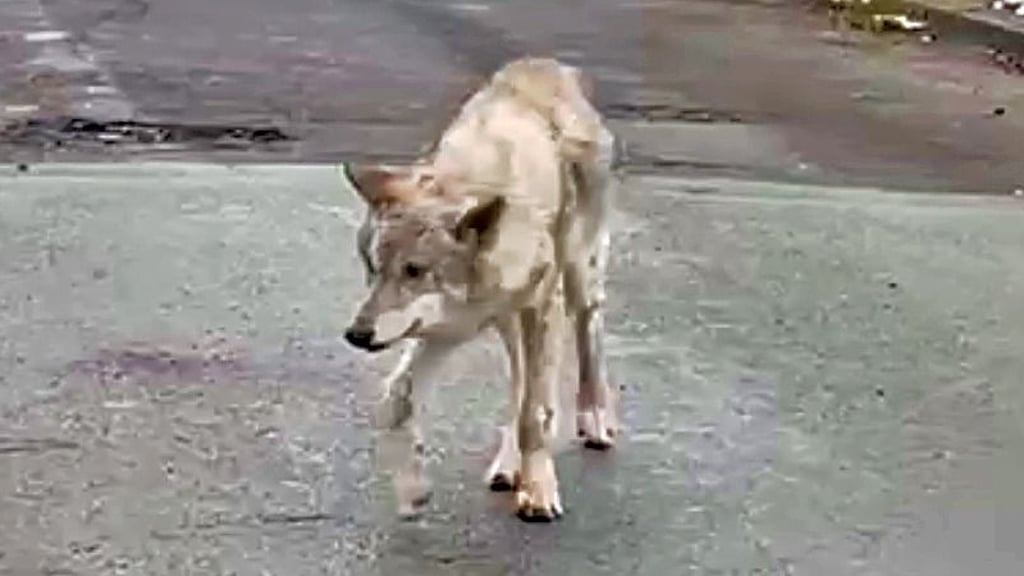 Einer der Wölfe mit Räude aus Zschornewitz