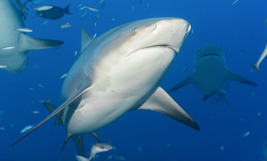 Im Hafen von Sydney hat ein Hai eine Frau attackiert - vermutlich handelte es sich bei dem Raubfisch um einen Bullenhai, der zu den gefährlichsten Haien der Welt gehört.