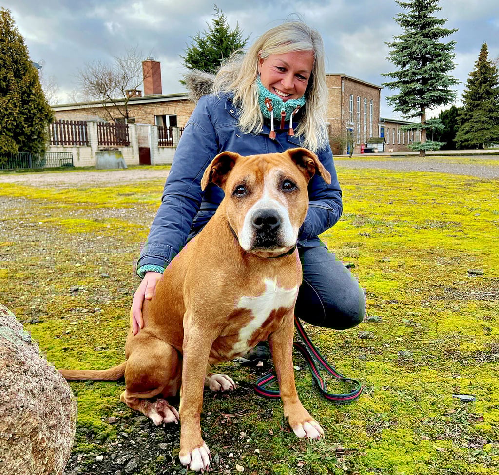 Rasa Zacharias, die Leiterin des Tierheims in Plömnitz, sucht für die zwölfjährige Kira ein neues Zuhause. Die American-Staffordshire-Hündin ist „total lieb und versteht sich super mit Menschen und Katzen“, verspricht sie.