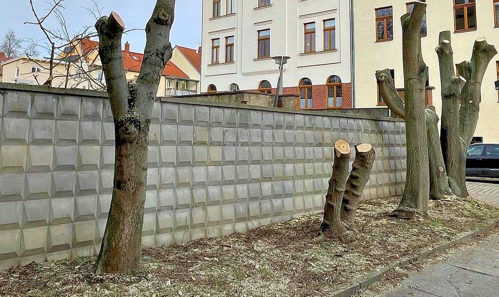 Am Volkspark in der Kleinen Gosenstraße wurden am Dienstag für einen neuen Anbau Götterbäume und ein Eschenahorn gefällt.
