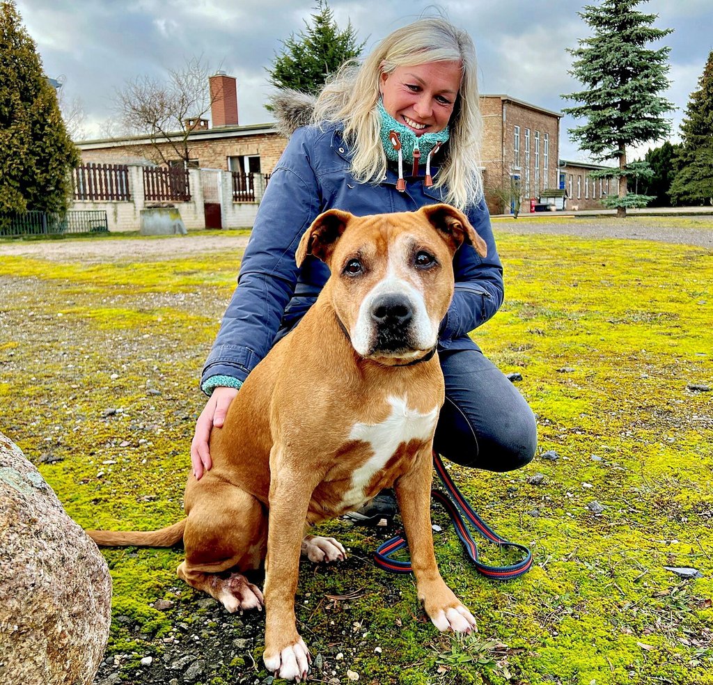 Rasa Zacharias, die Leiterin des Tierheims in Plömnitz, sucht für die zwölfjährige Kira ein neues Zuhause. Die American-Staffordshire-Hündin ist „total lieb und versteht sich super mit Menschen und Katzen“, verspricht sie.