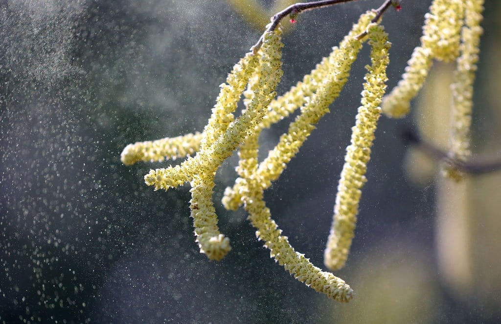 Pollen der Hasel fliegen durch eine Parkanlage.